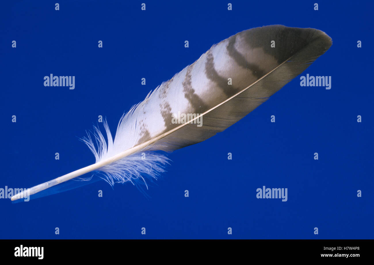Diagnostic shot of a flight feather Stock Photo Alamy