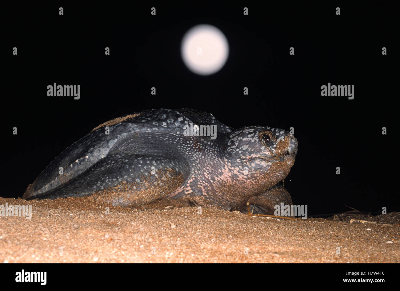 Leatherback Sea Turtle (Dermochelys coriacea) female on a beach laying ...