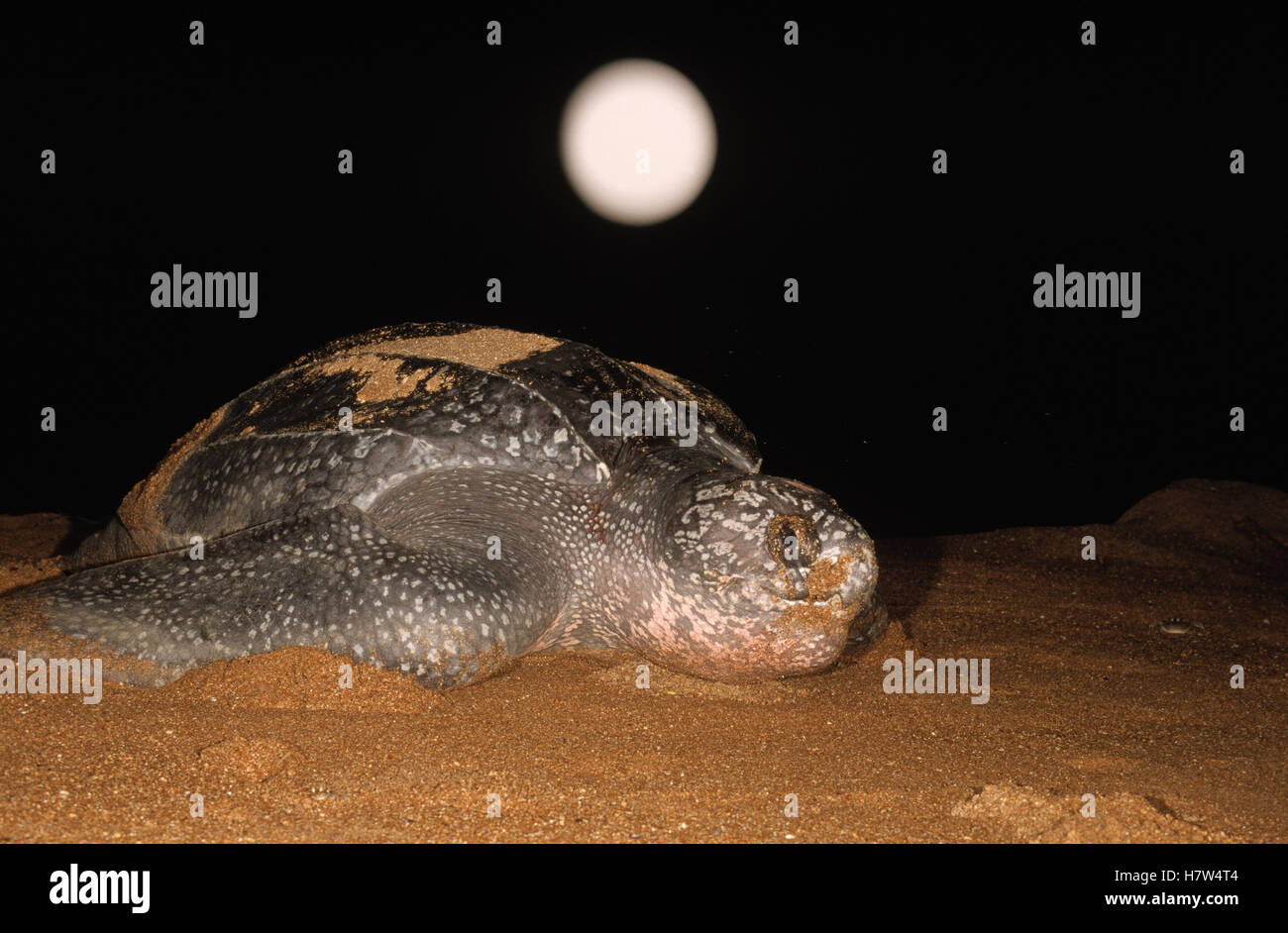 Leatherback Sea Turtle (Dermochelys coriacea) female on a beach laying ...