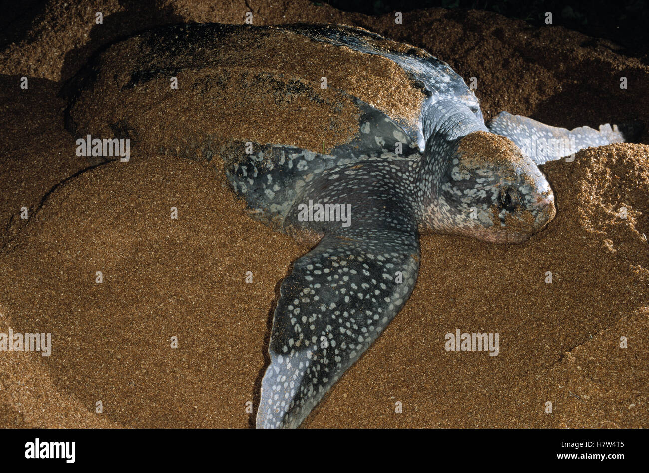 Leatherback Sea Turtle (Dermochelys coriacea) female laying eggs on the ...