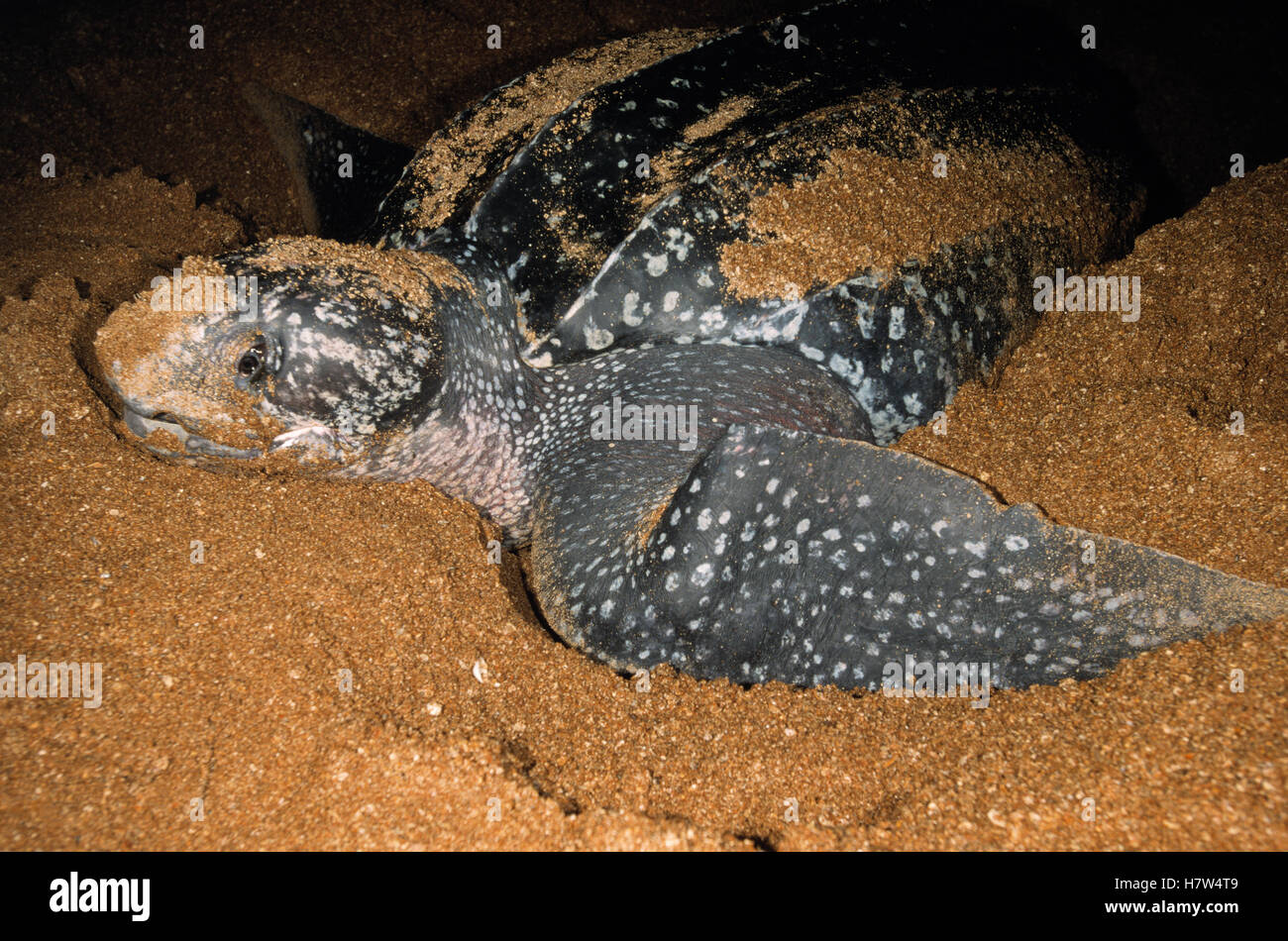 Leatherback Sea Turtle (Dermochelys coriacea) female on a beach laying ...