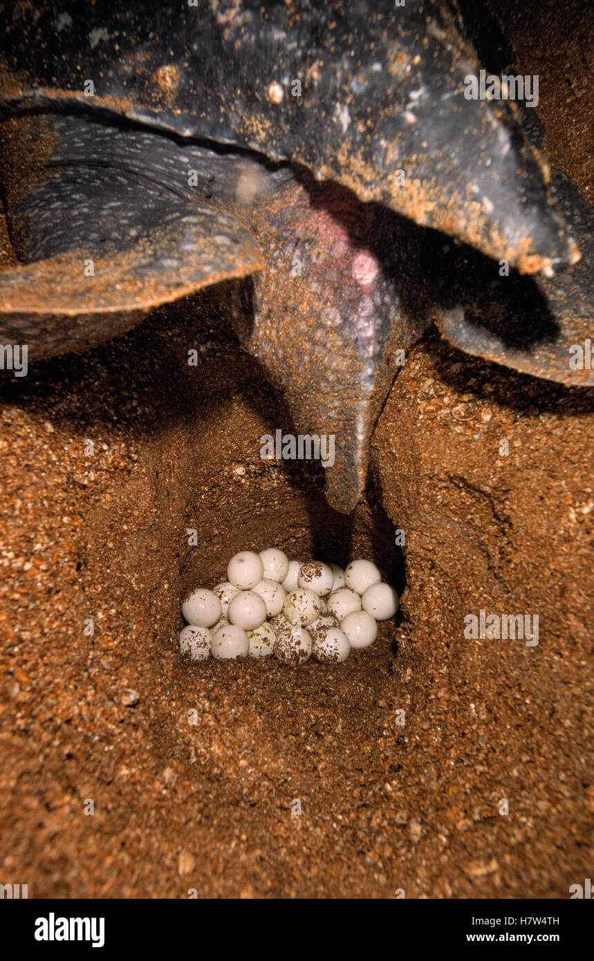 Leatherback Sea Turtle (Dermochelys coriacea) female laying eggs at ...