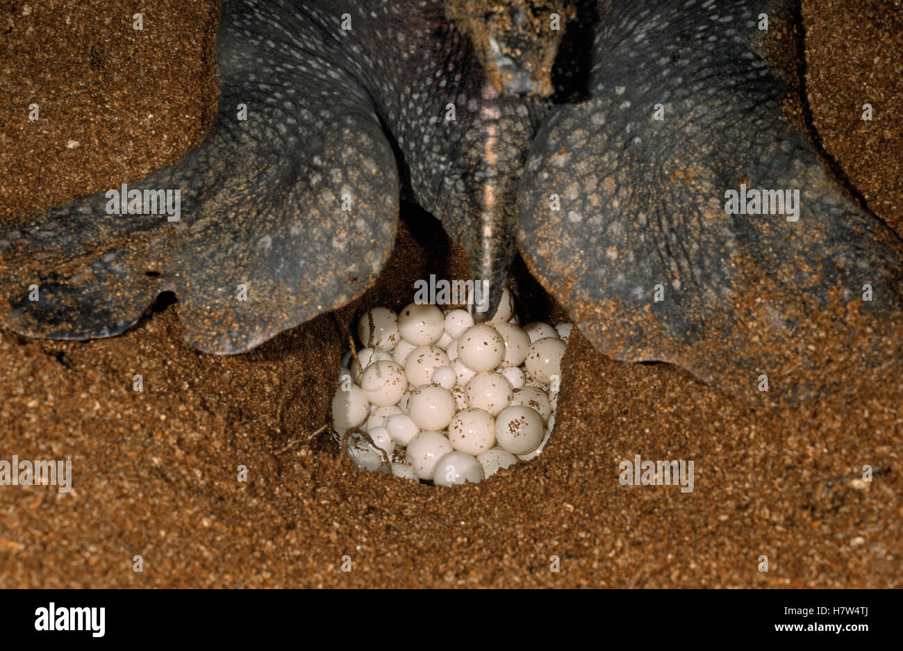 Leatherback Sea Turtle (Dermochelys coriacea) female laying eggs at ...