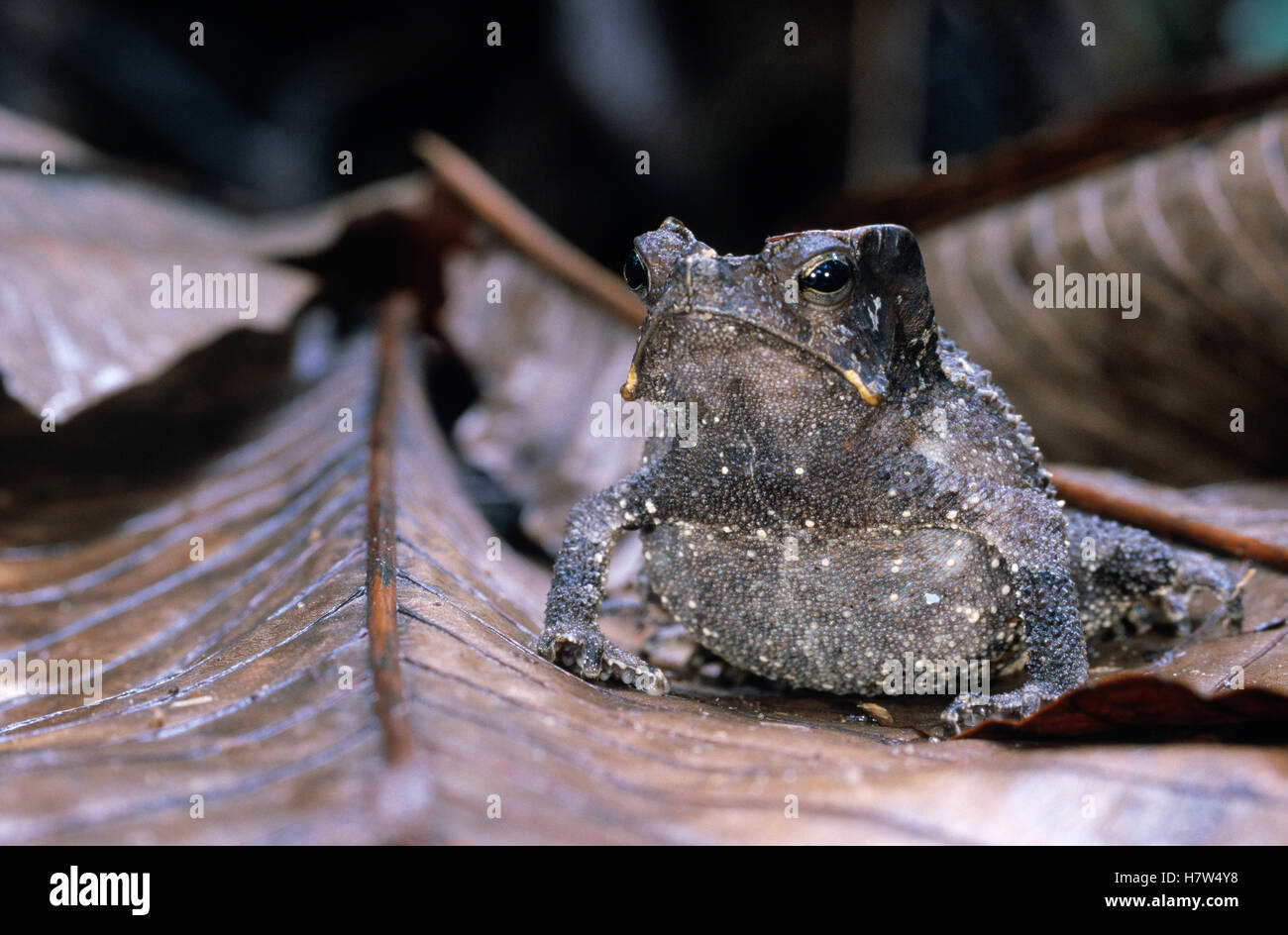 Leaf Litter Toad (Bufo typhonius) camouflaged among leaves on forest floor, Iwokrama Rainforest Reserve, Guyana Stock Photo