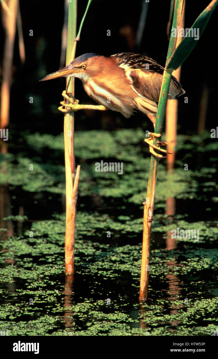Little Bittern (Ixobrychus minutus) gripping two separate reeds, Europe ...