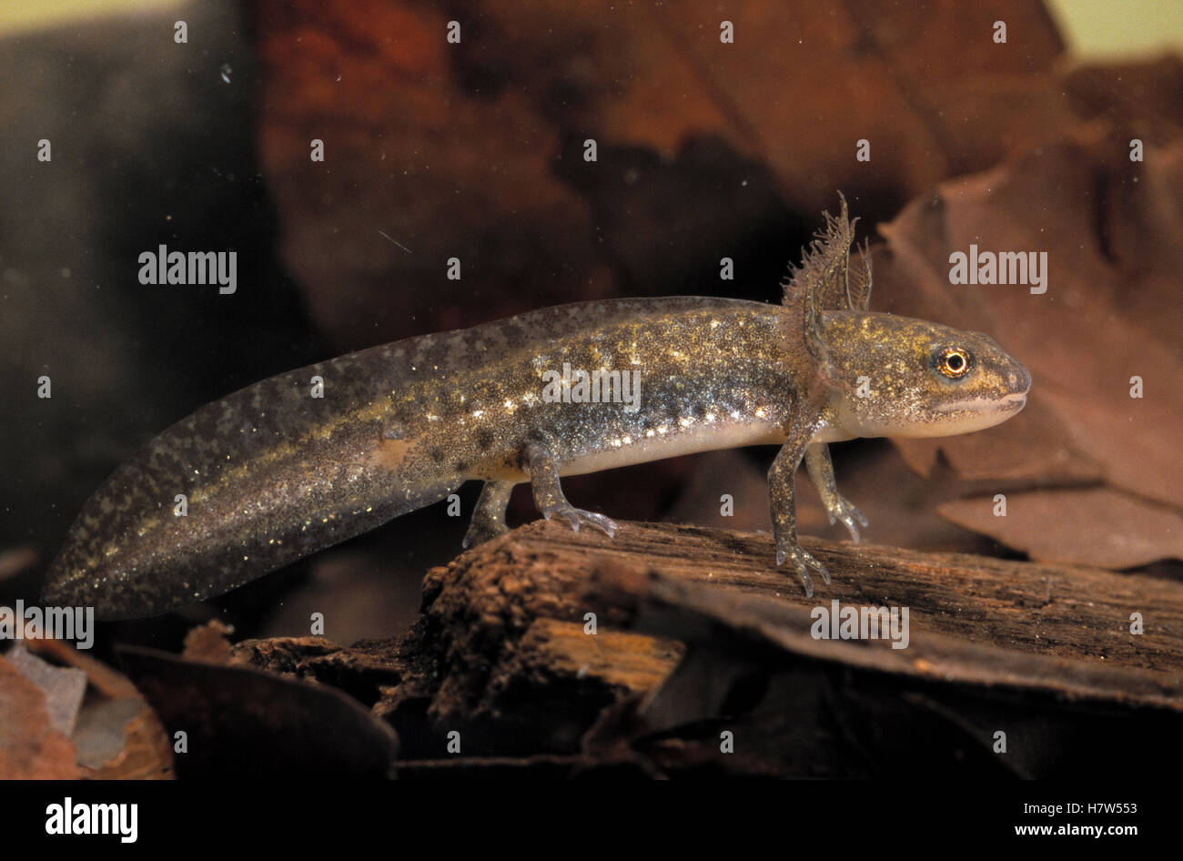 Alpine Newt (Ichthyosaura alpestris) larva showing feathery gill ...