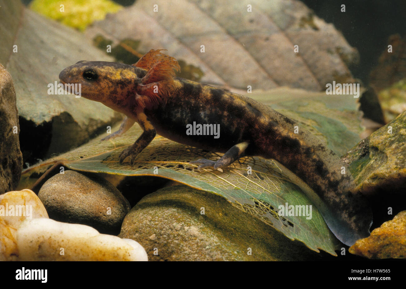 Fire Salamander (Salamandra salamandra) larva portrait showing feathery