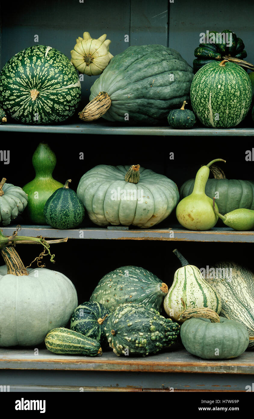 Assorted green squash and gourds Stock Photo Alamy