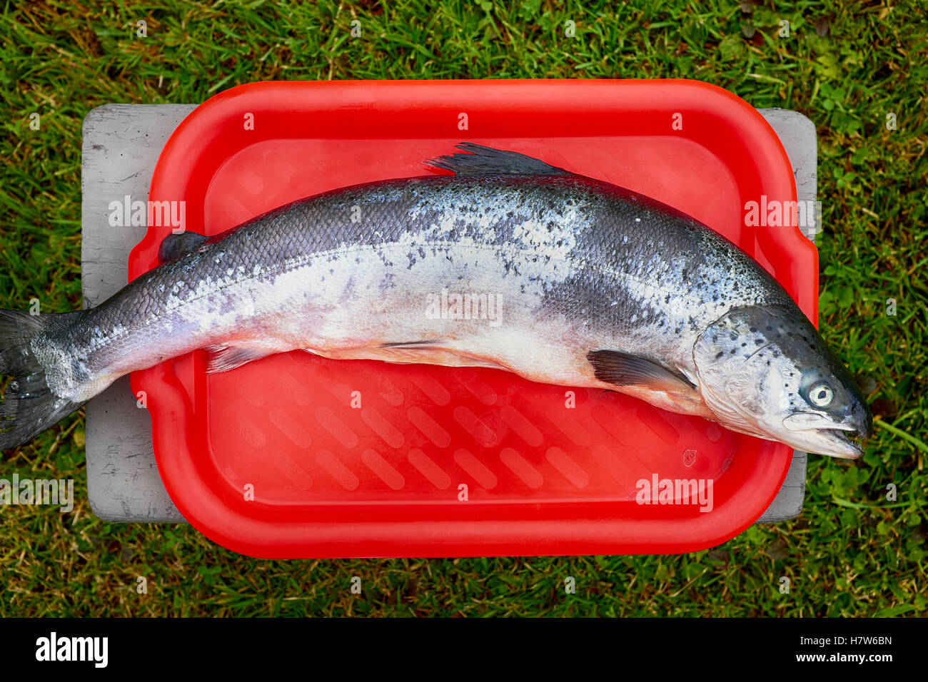 Whole raw salmon Salmo salar fish Stock Photo