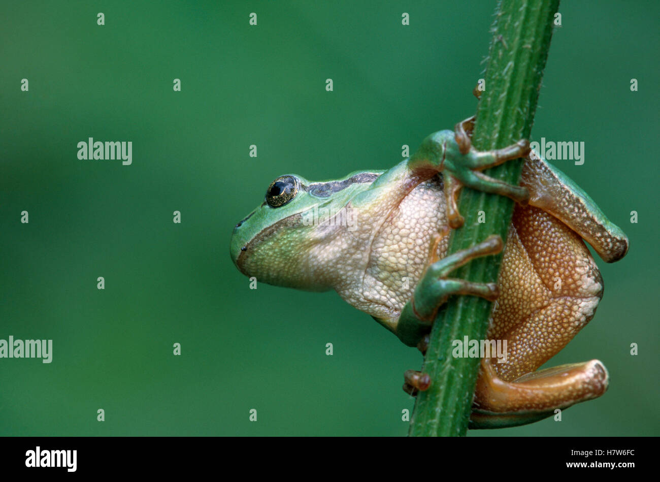 European Tree Frog (Hyla arborea) clinging to plant stem Stock Photo