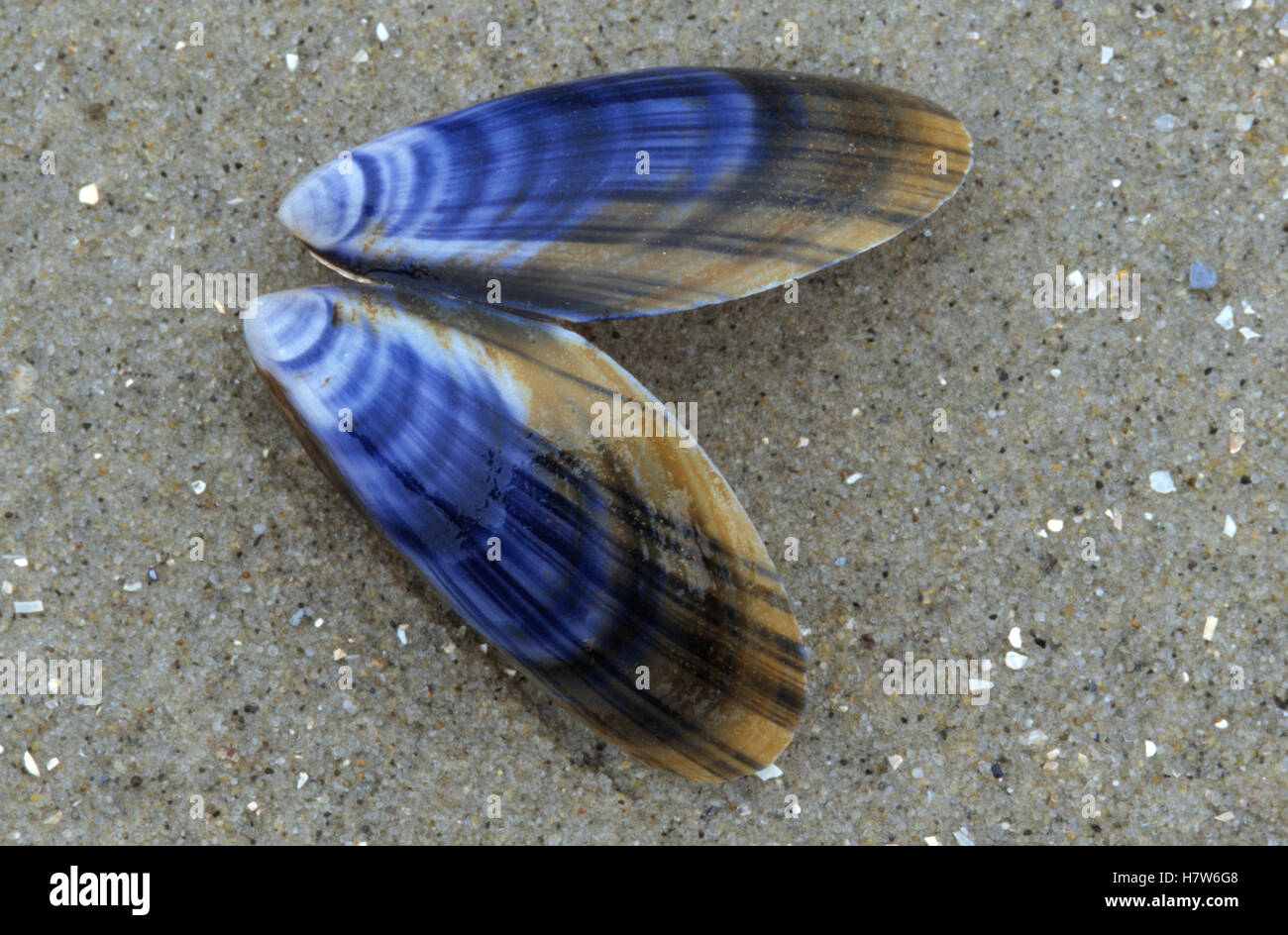 Blue Mussel (Mytilus edulis) opened shell on beach Stock Photo Alamy