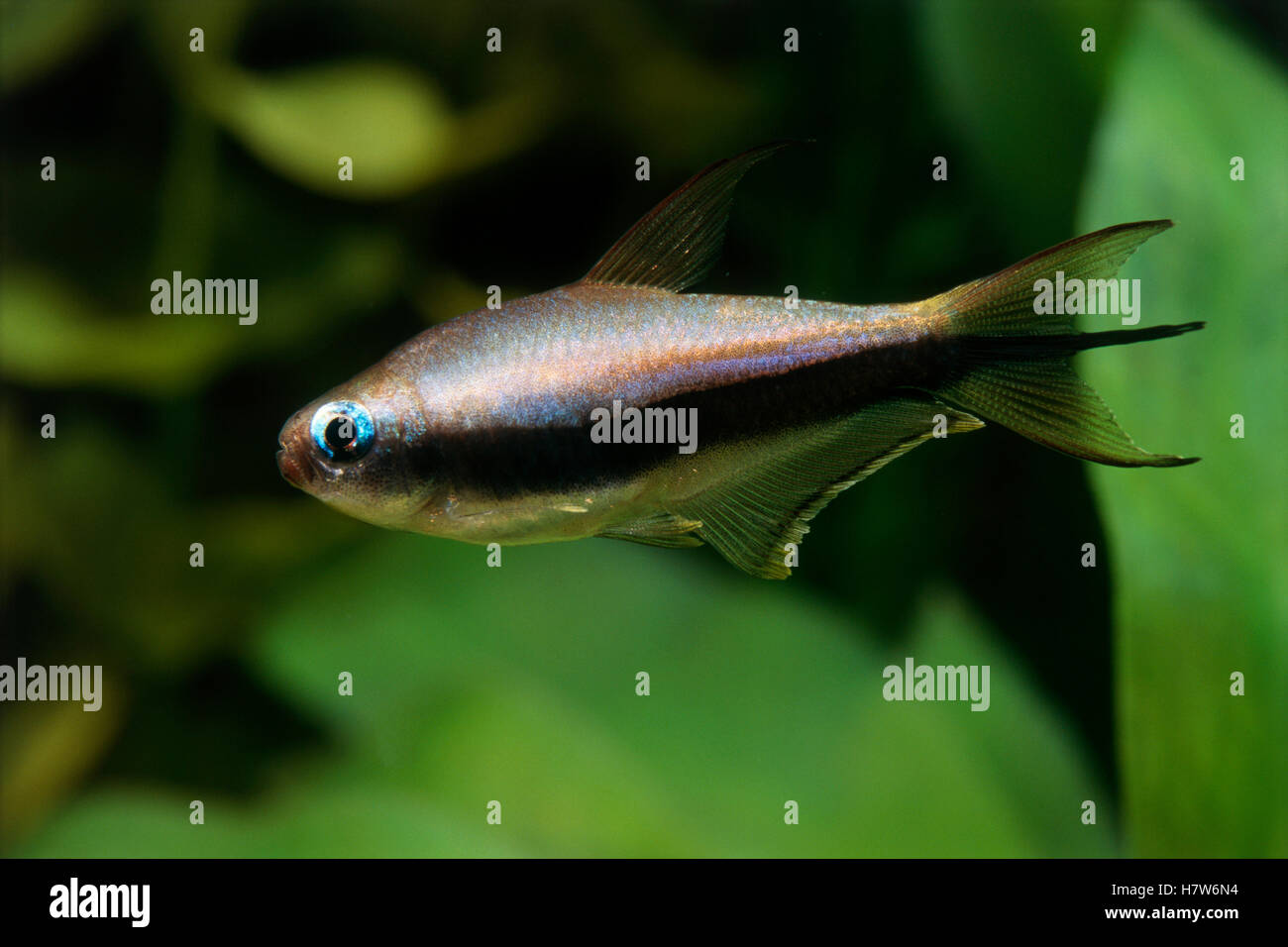 Emperor Tetra (Nematobrycon palmeri) freshwater aquarium fish Stock ...