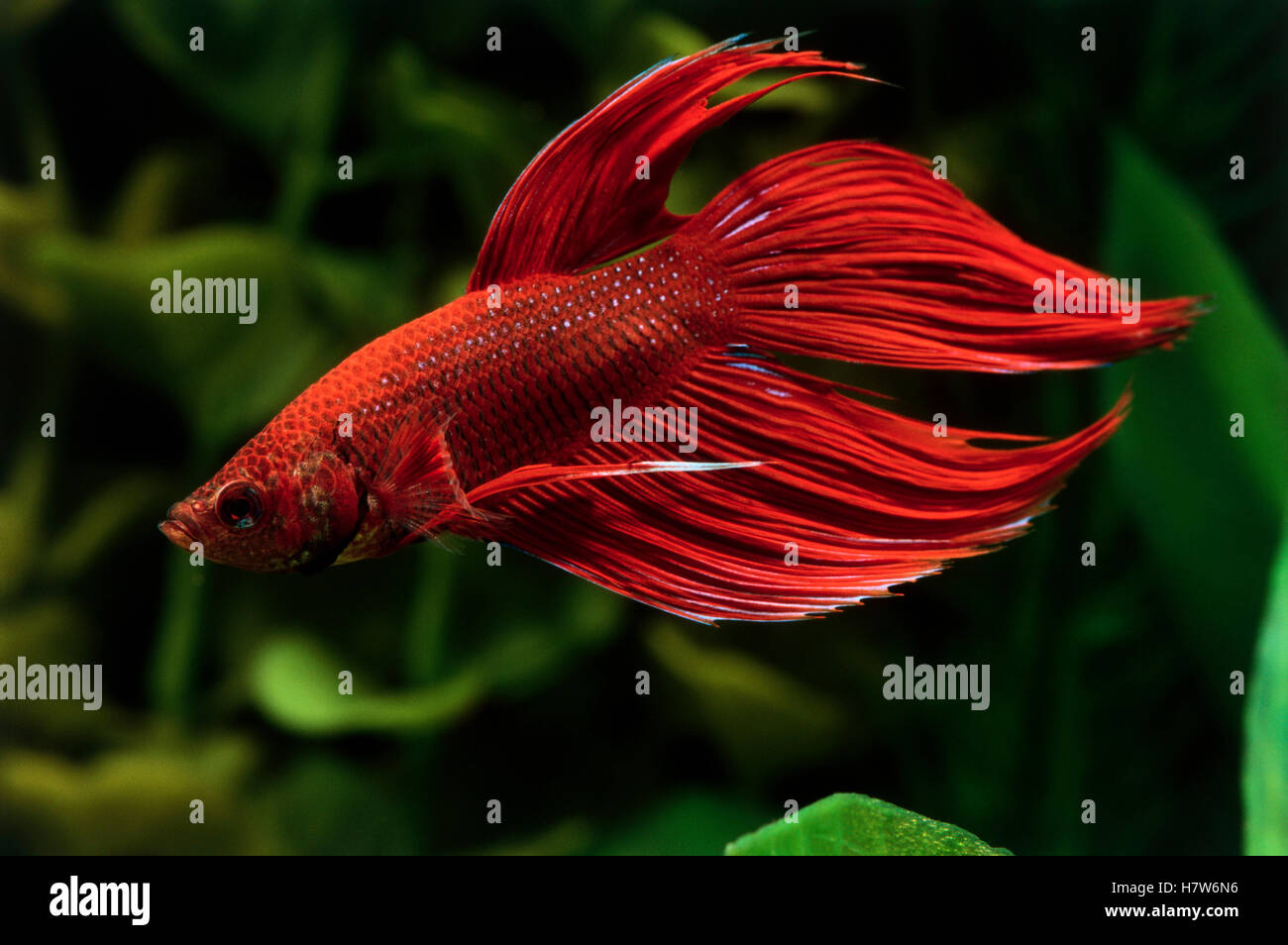 Siamese Fighting Fish (Betta splendens) freshwater aquarium fish Stock Photo Alamy