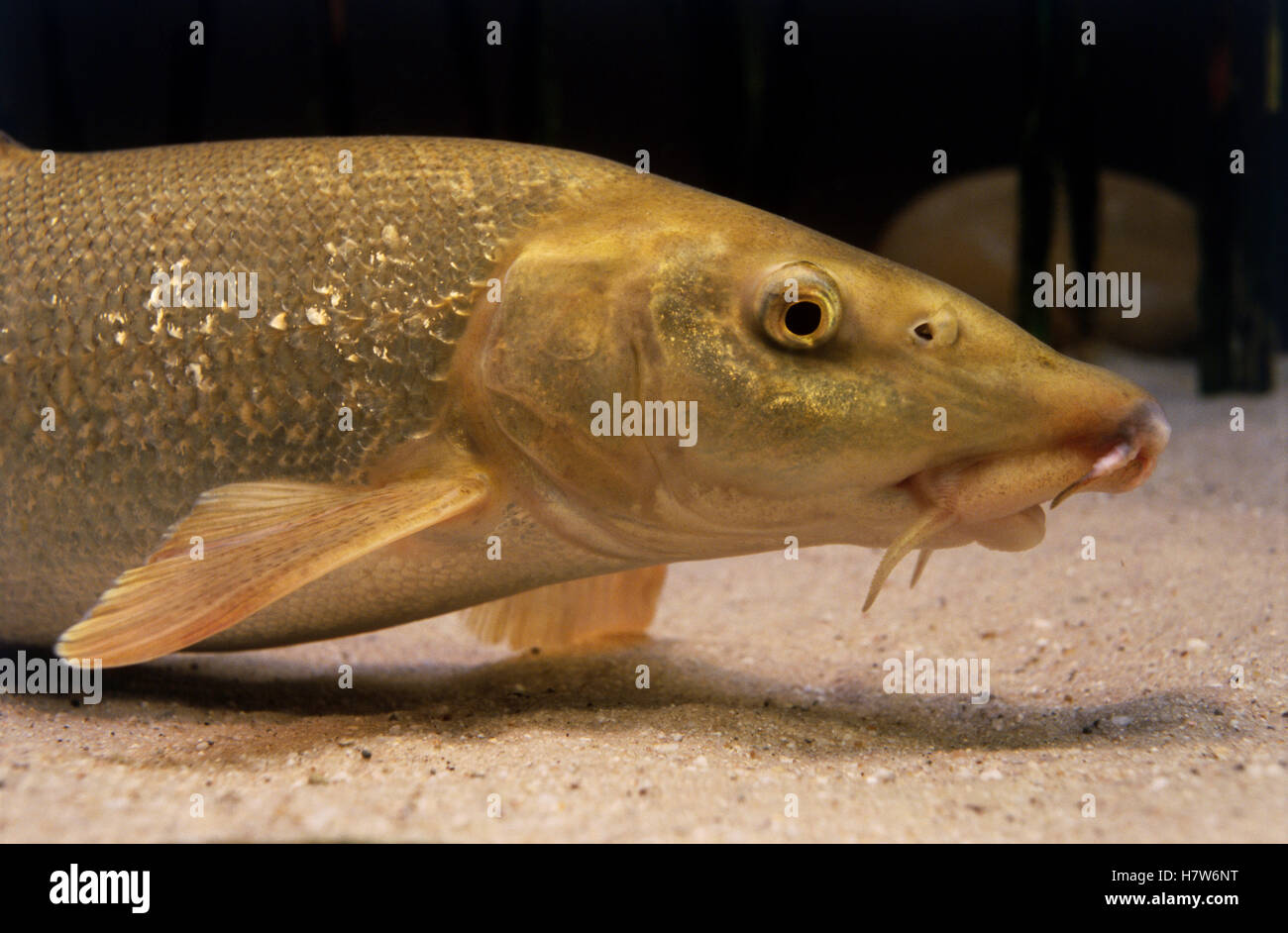 Barbel (Barbus barbus) freshwater fish, Europe Stock Photo Alamy