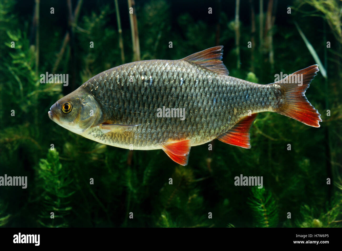 Rudd (Rutilus erythrophthalmus) swimming, freshwater fish, native to