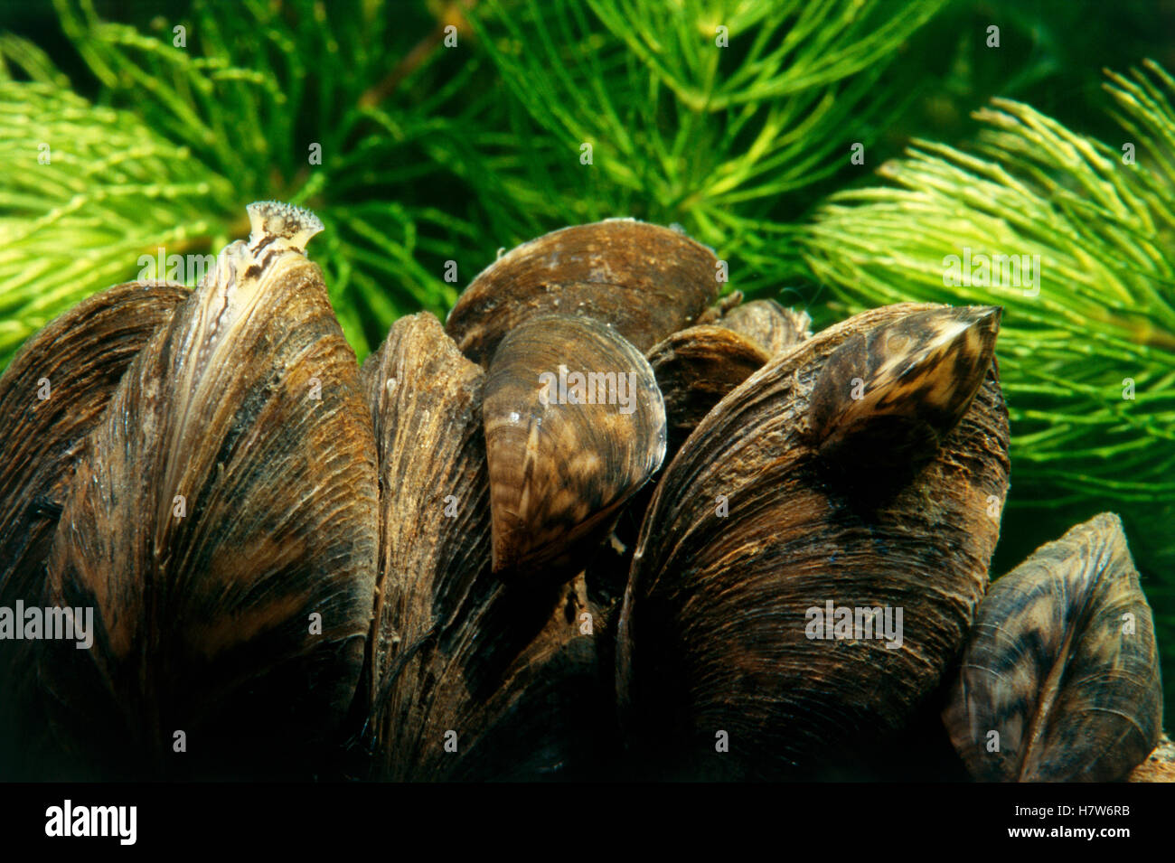 Zebra Mussel (Dreissena polymorpha) group, highly invasive freshwater