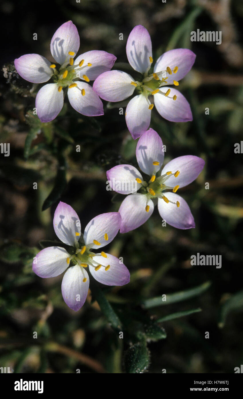 Salt Sandspurry (Spergularia salina) flowers Stock Photo Alamy