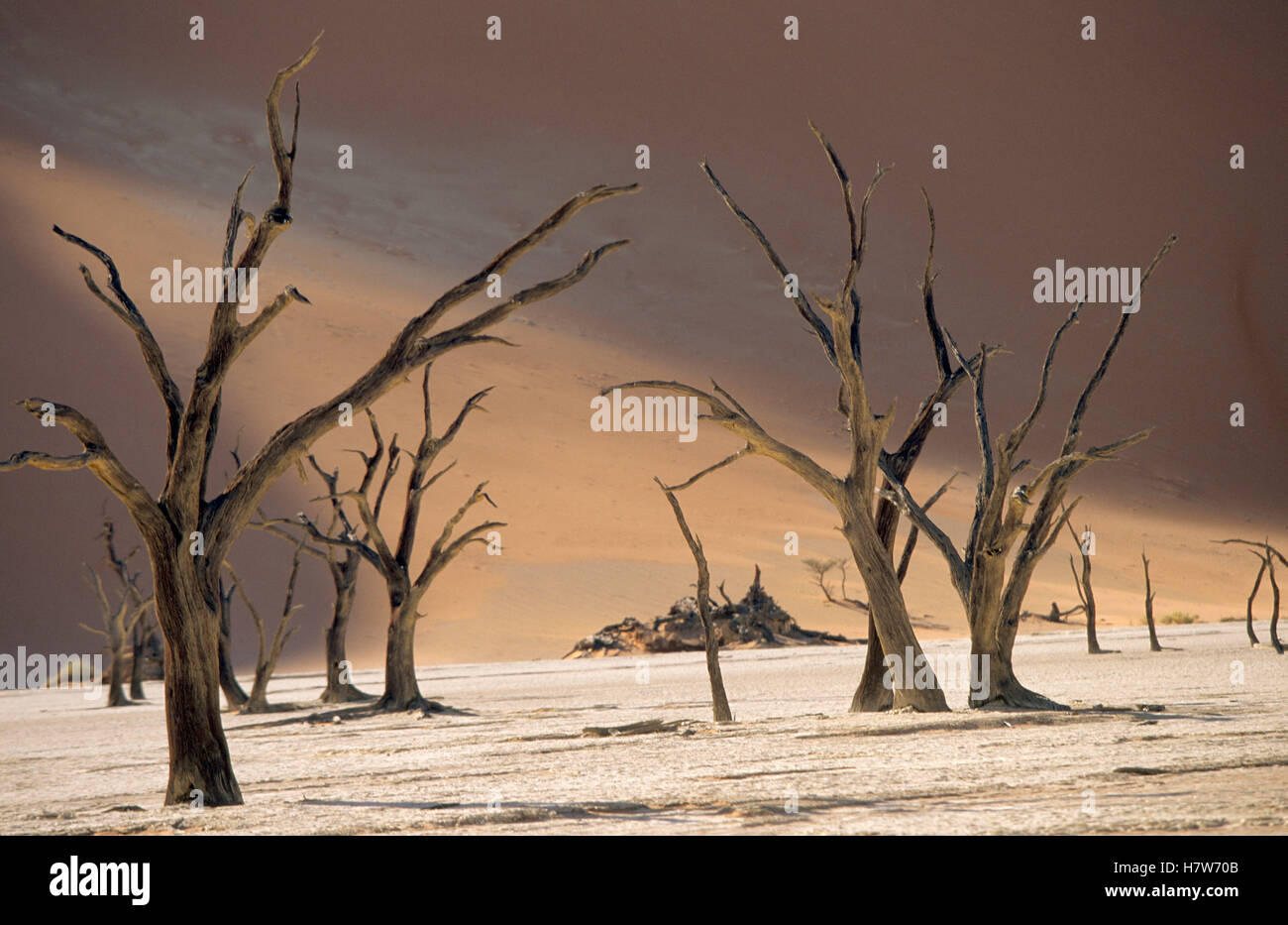 Dead trees, Dead Veil, NamibNaukluft National Park, Namibia Stock