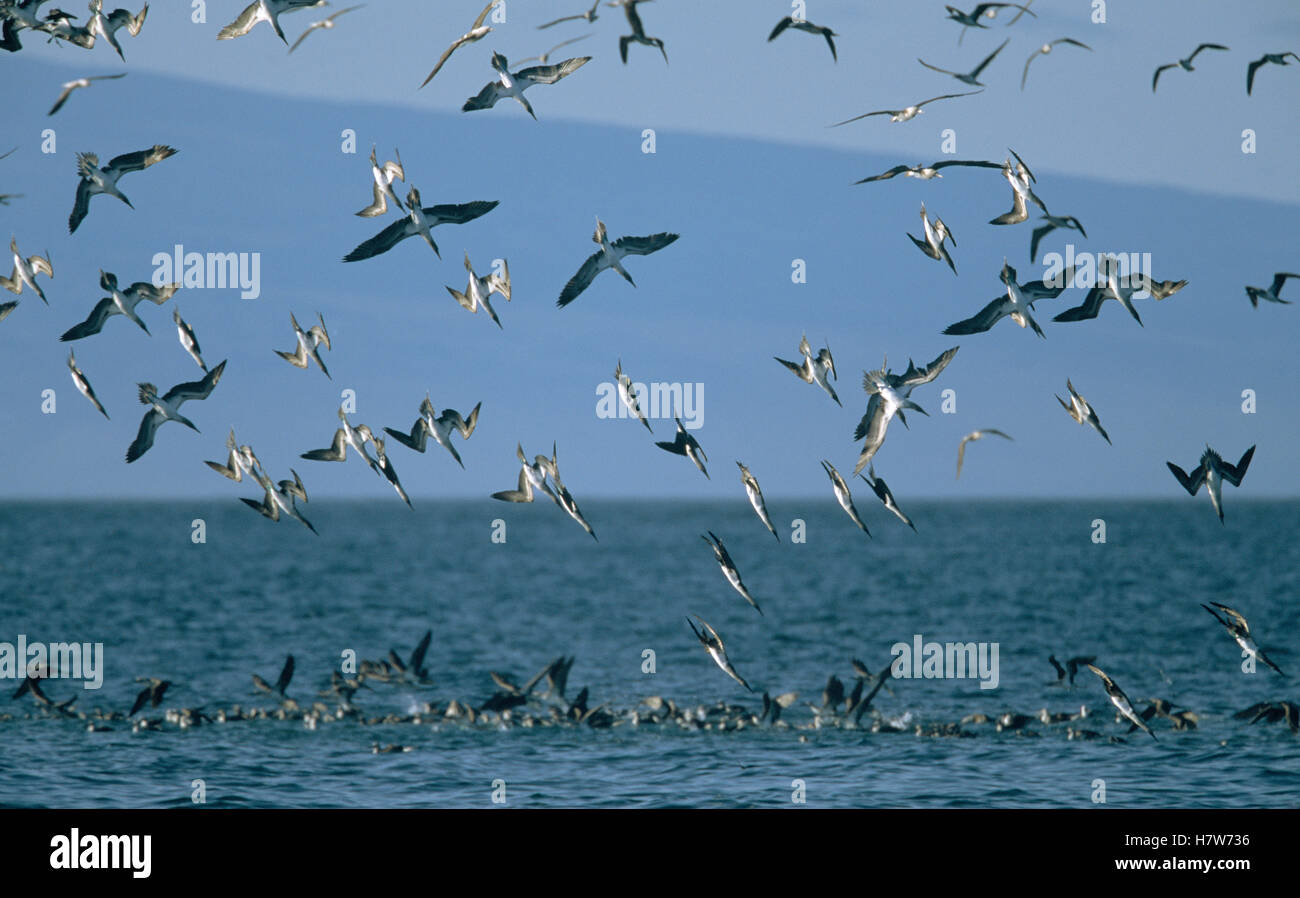 Bluefooted Booby (Sula nebouxii) flock diving for fish, Galapagos