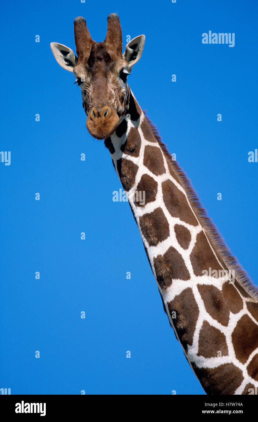 Reticulated Giraffe Giraffa Camelopardalis Reticulata Close Up