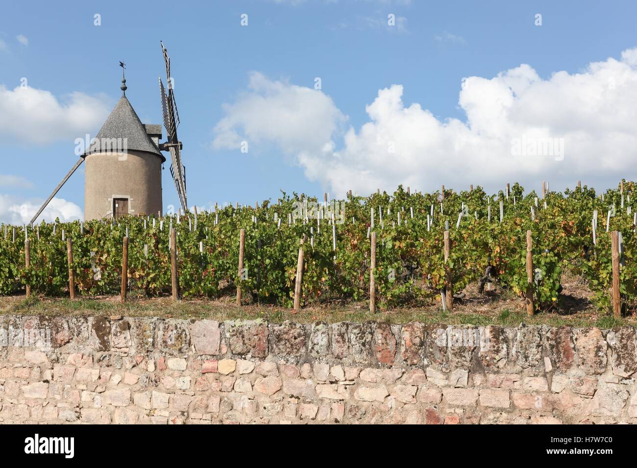 Vineyard with old windmill in Moulin a Vent, Beaujolais. France Stock Photo