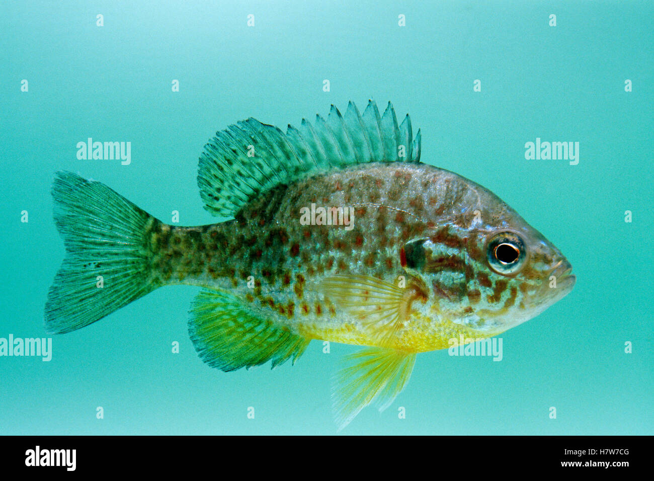 Pumpkinseed (Lepomis gibbosus) sunfish, a freshwater game fish ...