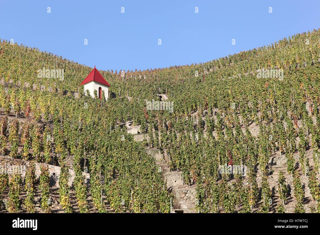 Vineyards of Cote Rotie in France Stock Photo