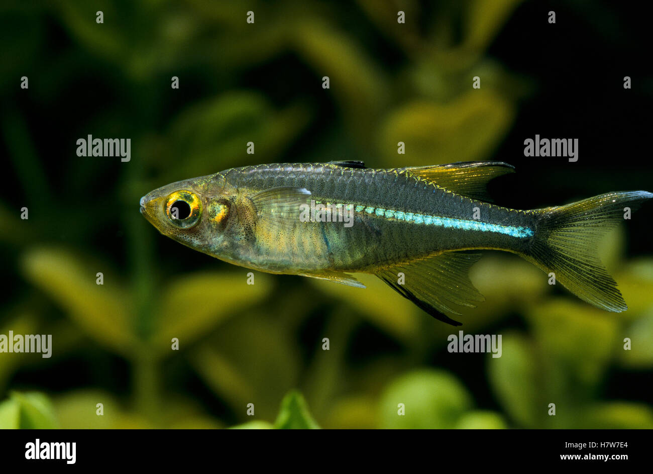 Celebes Rainbowfish (Marosatherina ladigesi) swimming in aquarium Stock ...