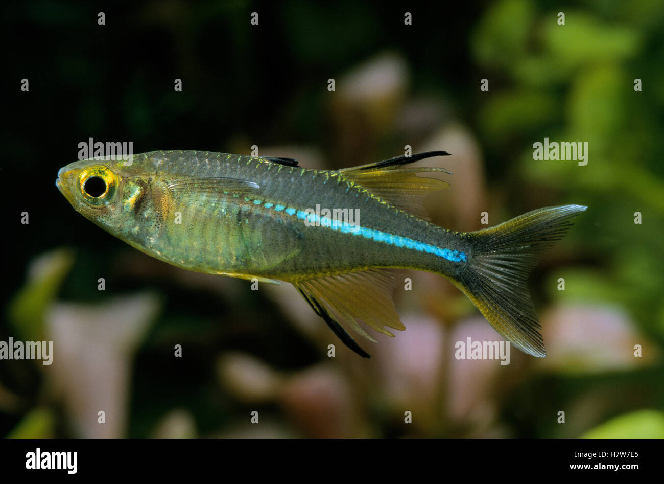 celebes-rainbowfish-marosatherina-ladigesi-swimming-in-aquarium-stock