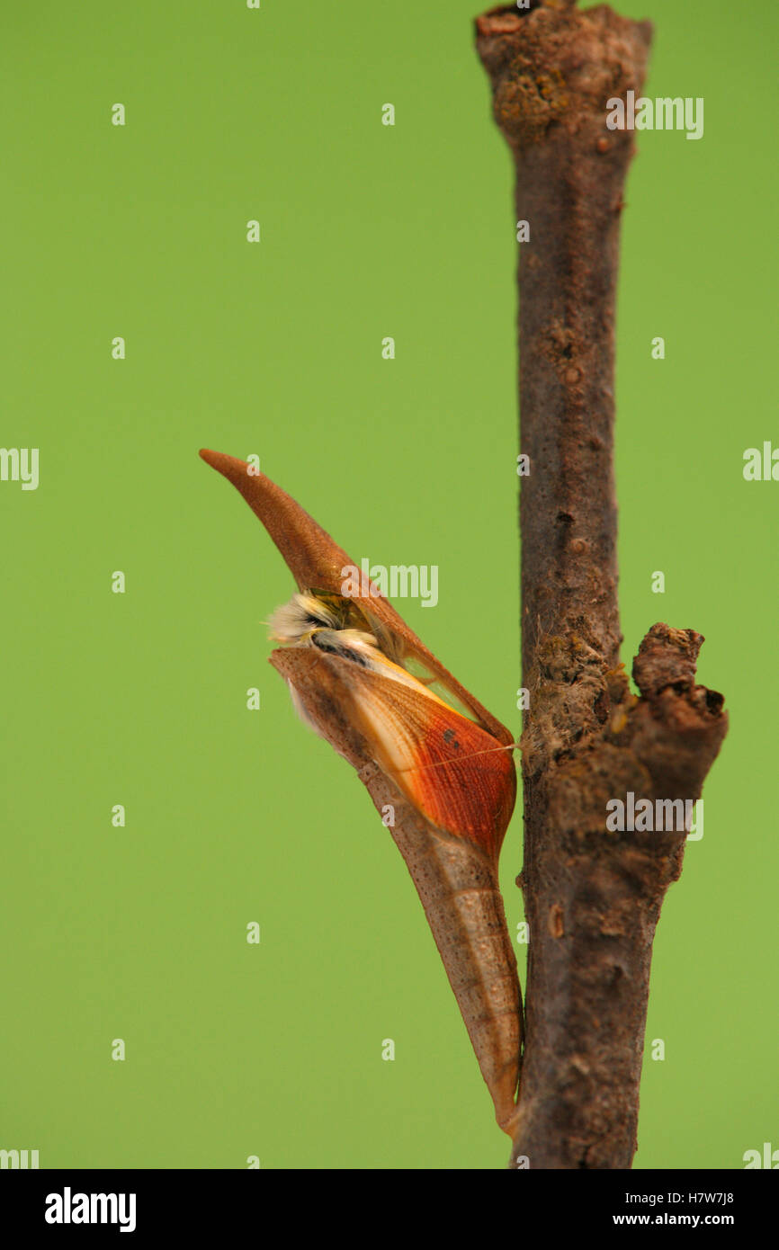 Orange Tip (Anthocharis cardamines) butterfly metamorphosis, male, Hoogeloon, Netherlands