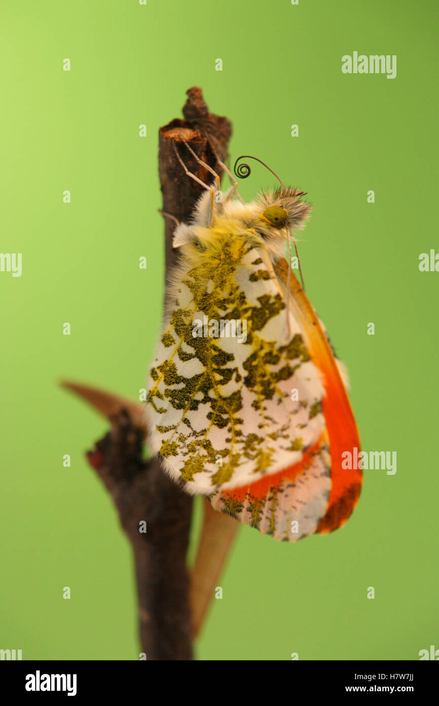 Orange Tip (Anthocharis cardamines) butterfly metamorphosis, male