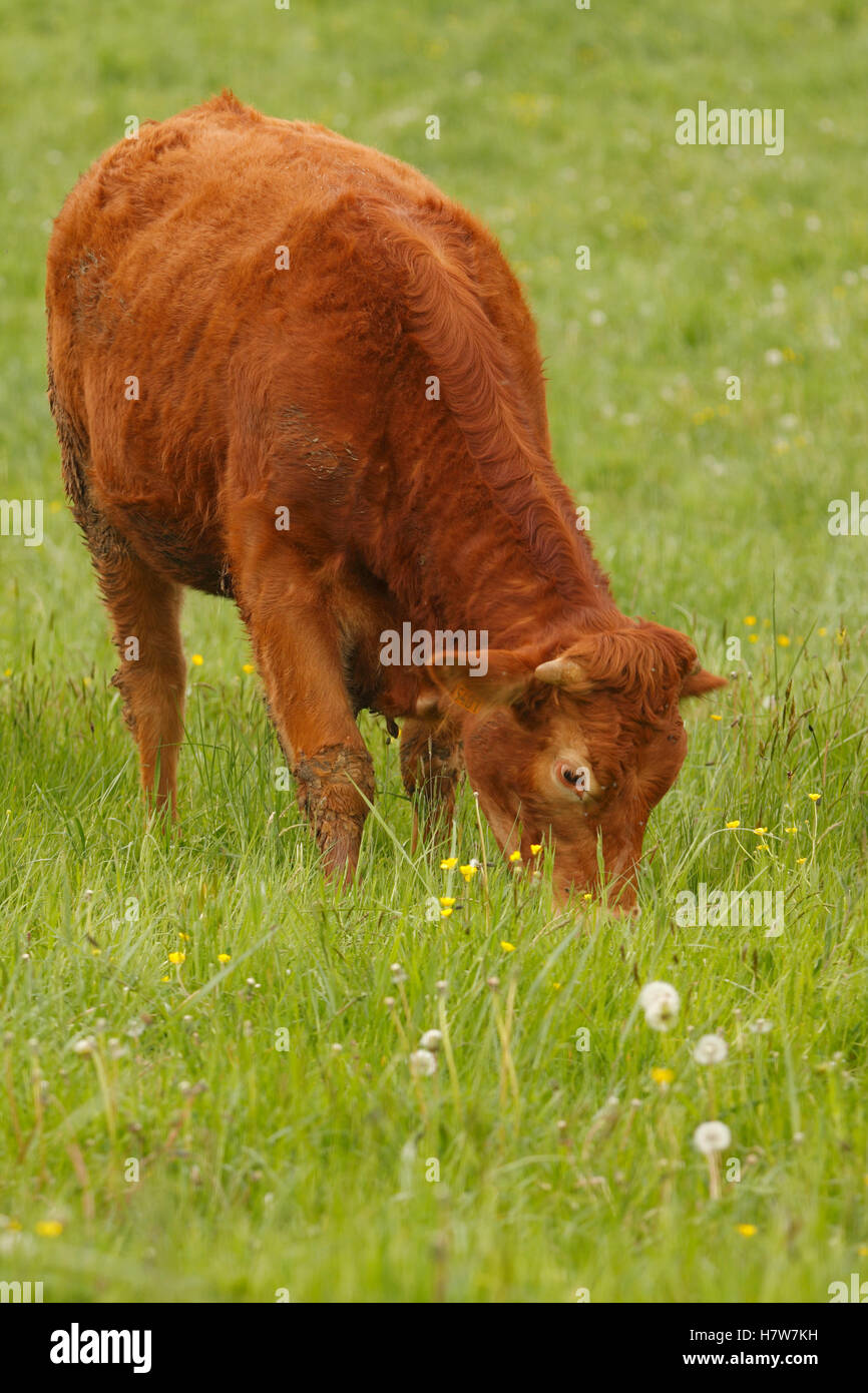 Domestic Cattle (Bos taurus) eating grass, SaintJorylasBloux, France Stock Photo Alamy