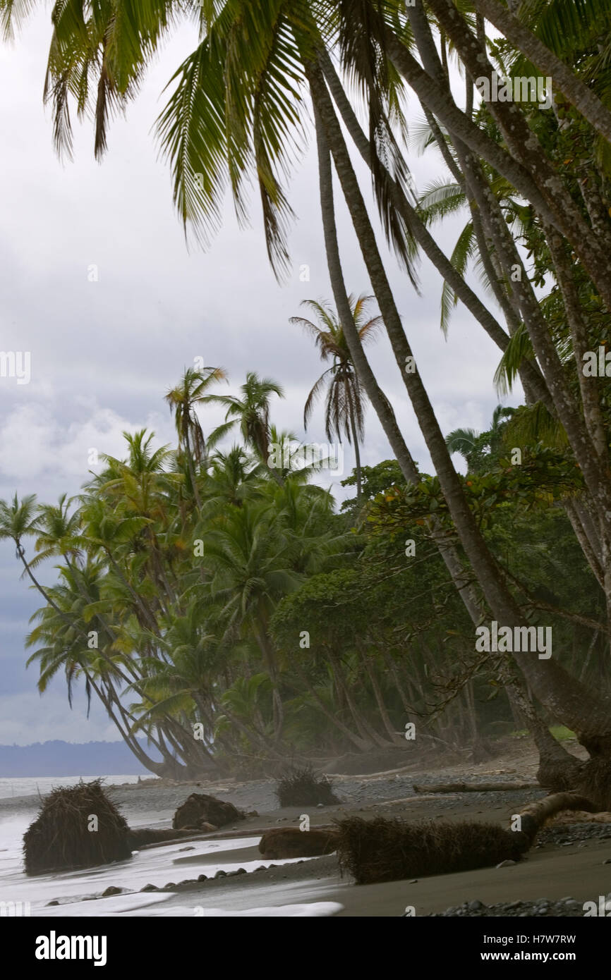 Beach with leaning Palm trees, Costa Rica Stock Photo Alamy