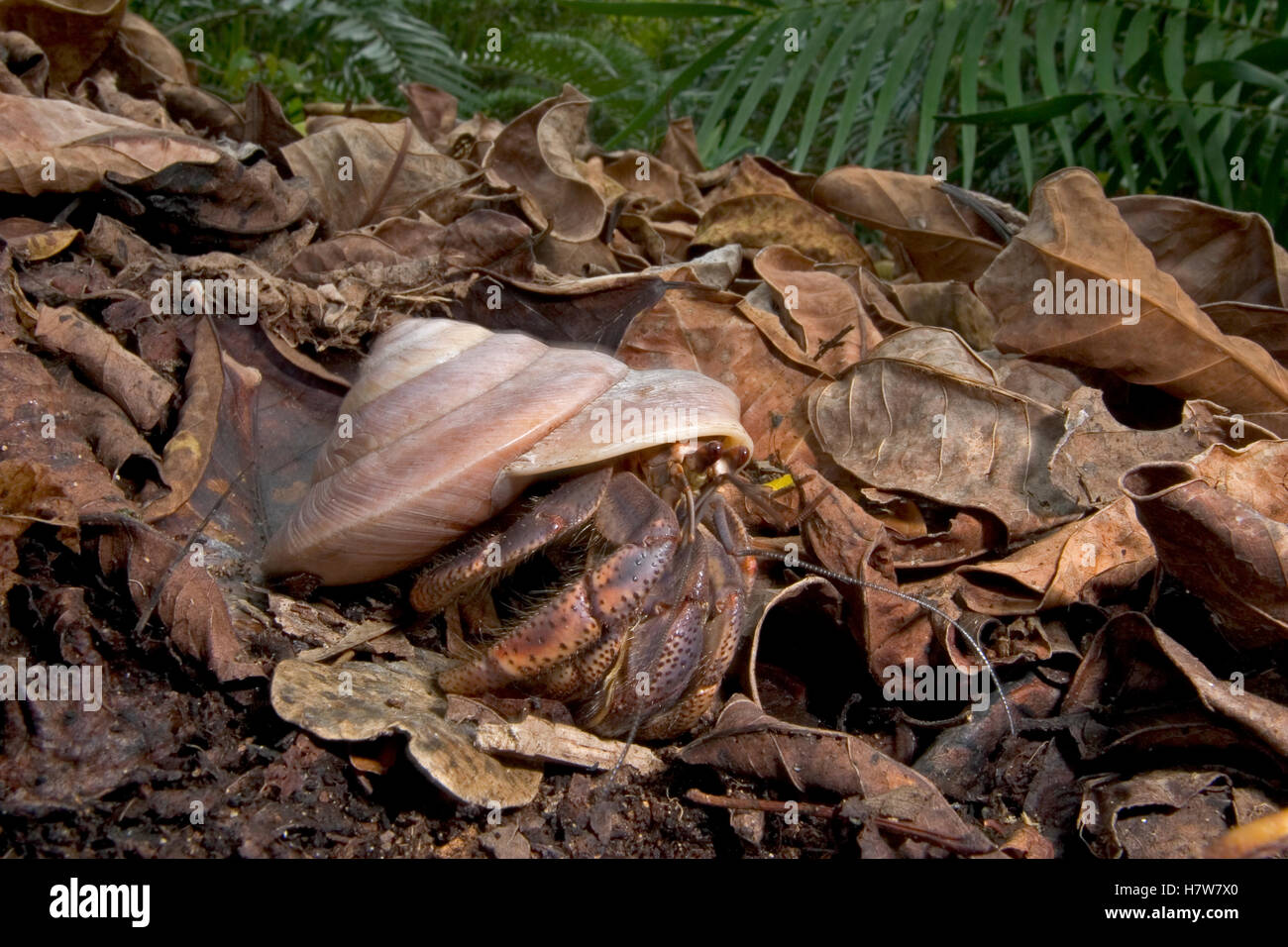 Land Snail (Caracolus sp) shell carried by Whitespotted Hermit ...