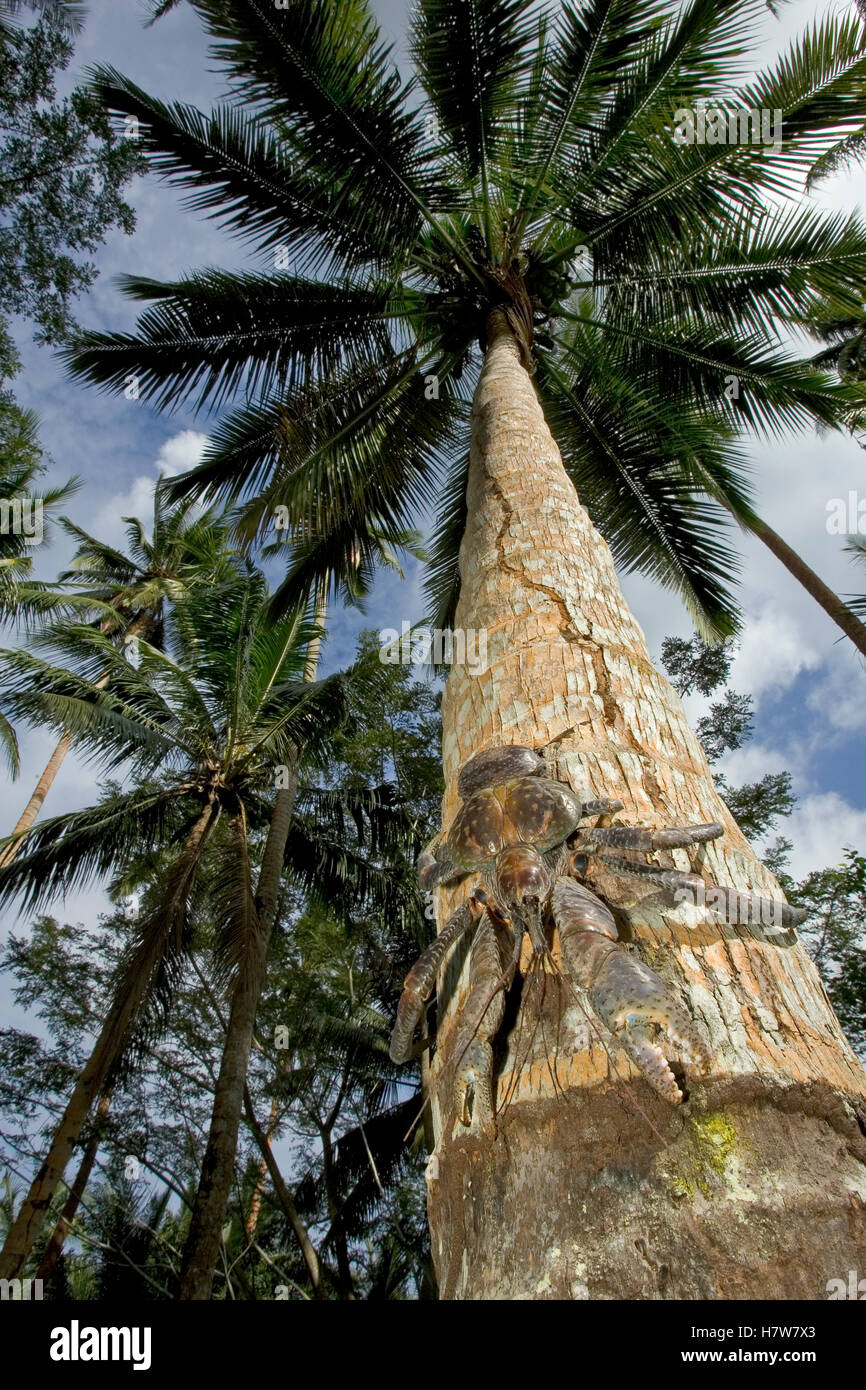Coconut Crab (Birgus latro) largest terrestrial invertebrate capable of