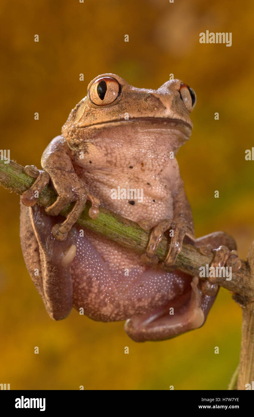 African Tree Frog (Leptopelis hyloides) common in West African forests, their adaptations to the
