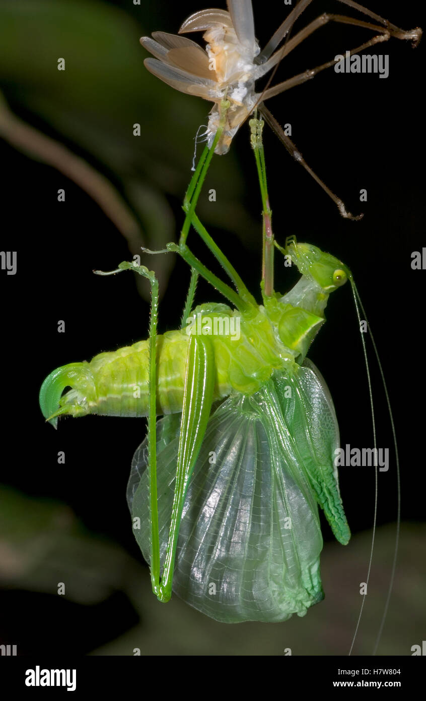 Katydid (Ectemna dumicola) during its final molt, Costa Rica Stock ...