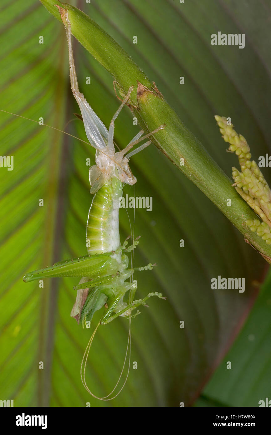 Costa Rican Katydid (Xestoptera cornea) molting, sequence 4 of 6 Stock ...