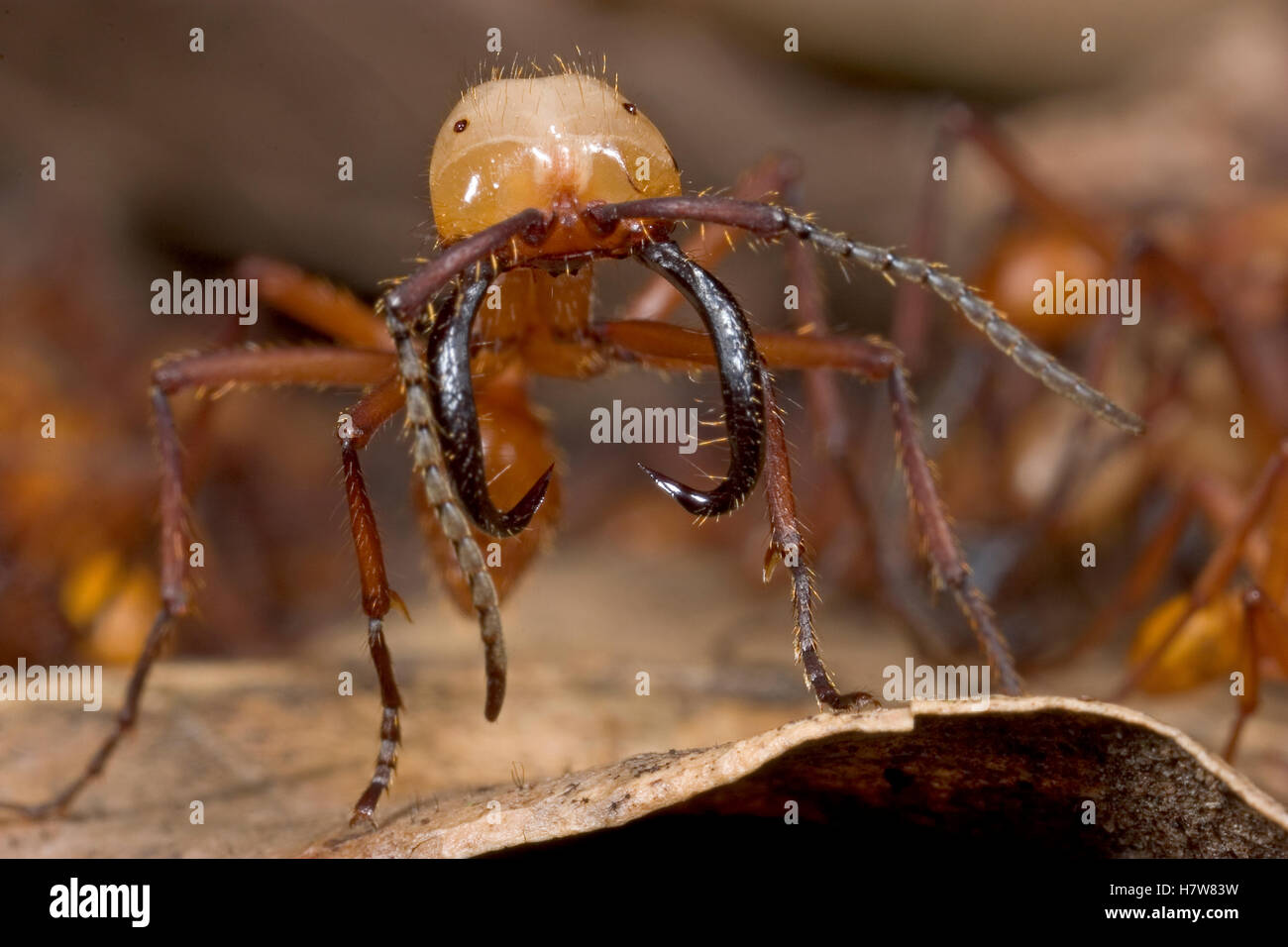 Army Ant (Eciton hamatum) soldier displays its giant mandibles ...