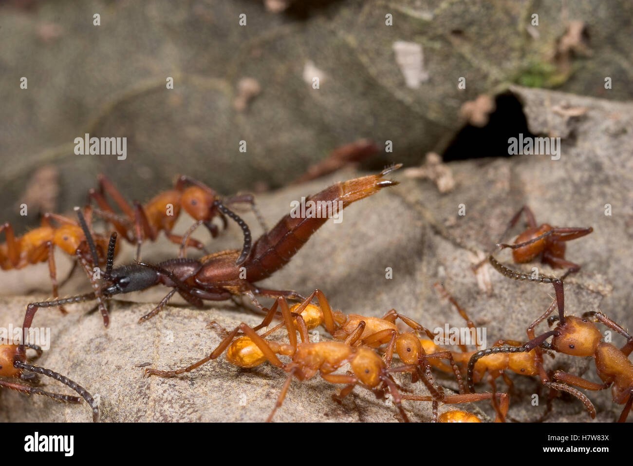 Rove Beetle (Staphylinidae) is tolerated by Army Ants (Eciton hamatum