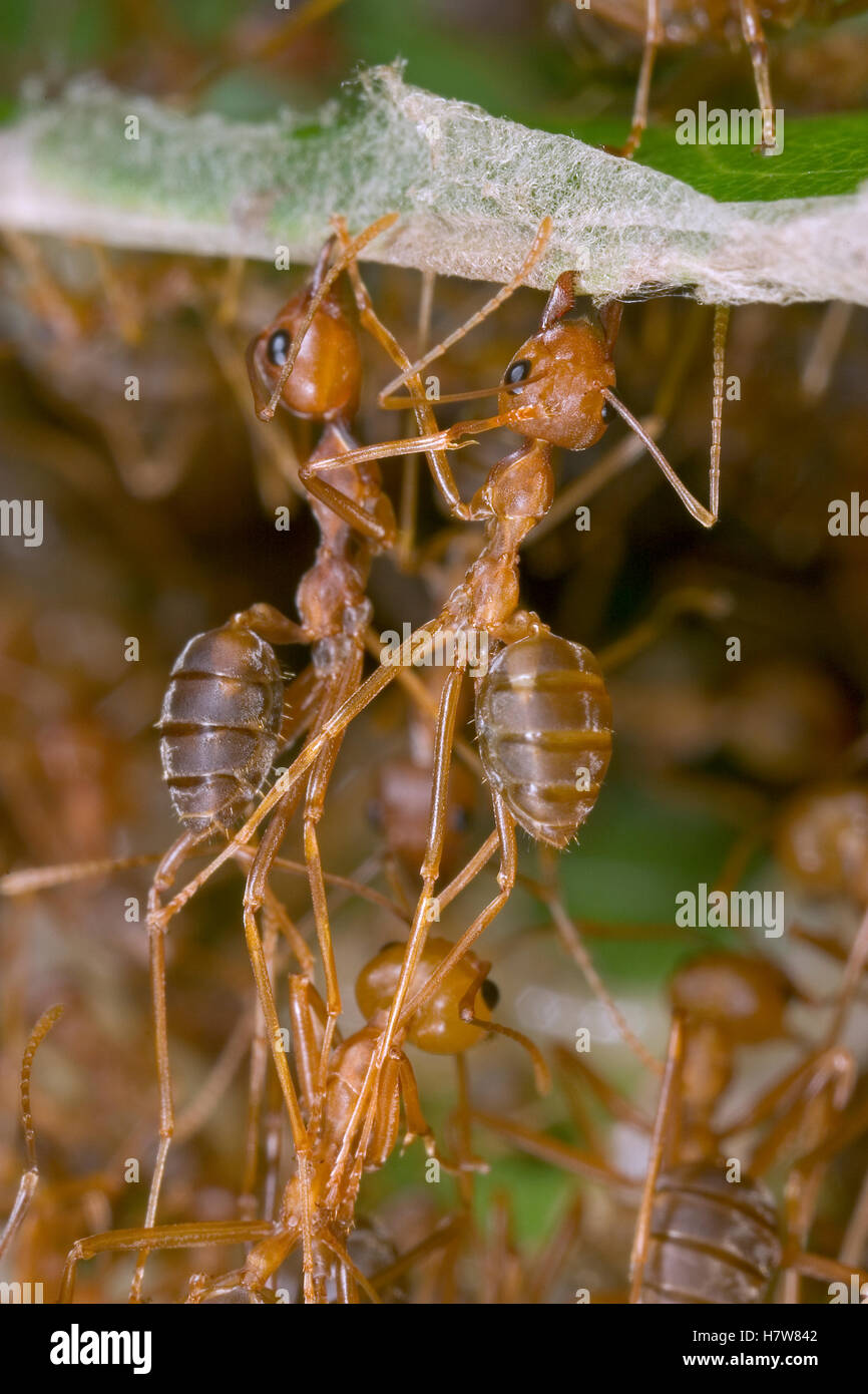 Weaver Ant (Oecophylla longinoda) workers pulling together leaves and ...