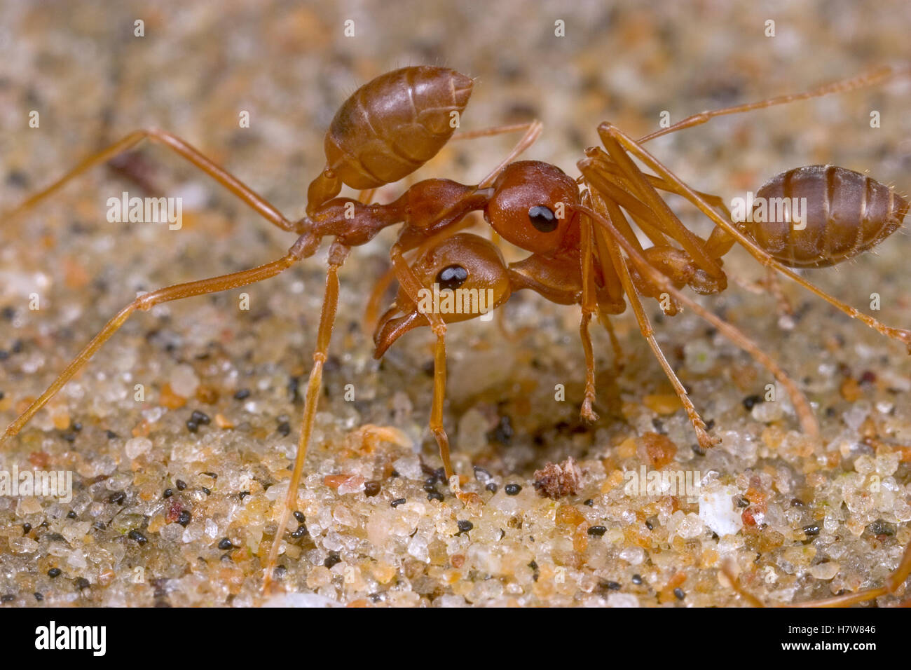 Weaver Ant (Oecophylla longinoda) worker carrying younger worker to new ...