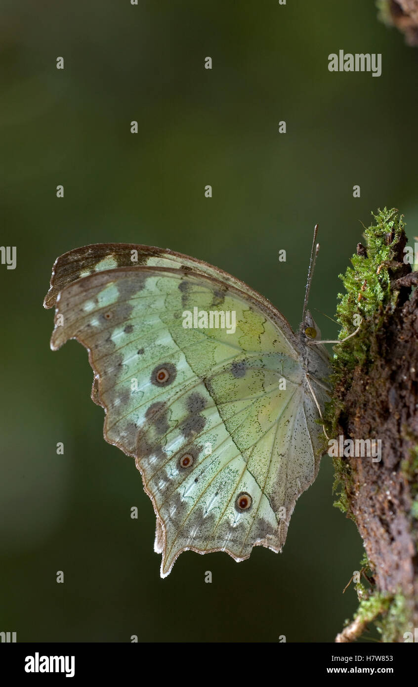 Butterfly (Salamis parhassus) showing false eye spots on underside of