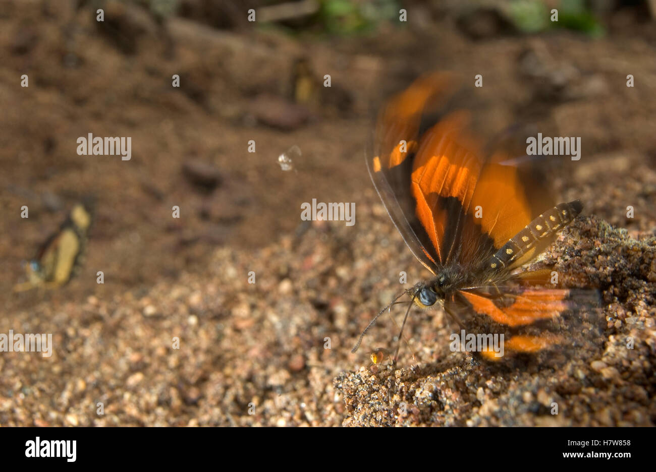 Althoff's Acraea (Acraea althoffi) fluttering while drinking seeping water rich in sodium, Guinea, West Africa Stock Photo