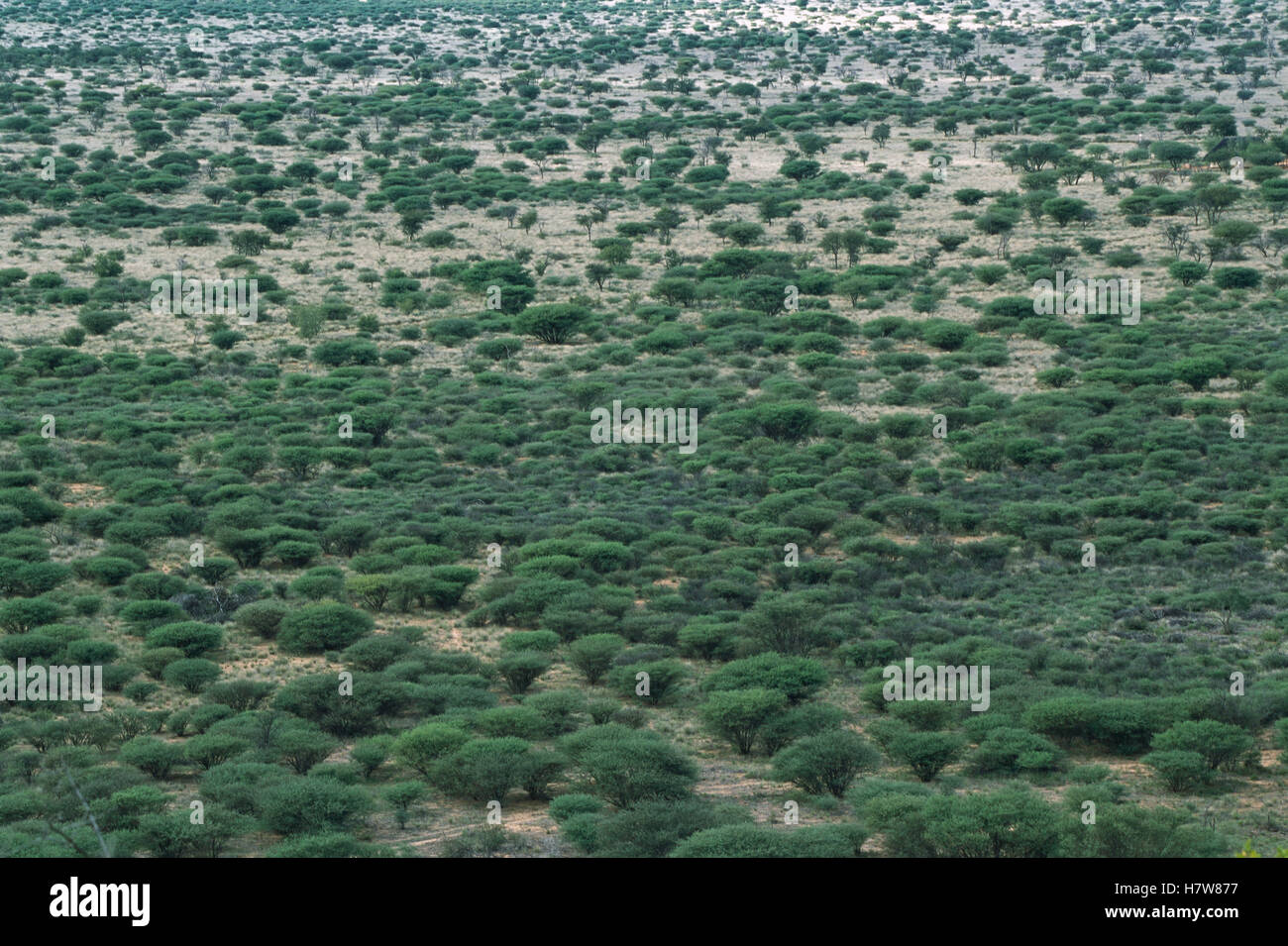 Savanna dominated by Acacia trees, Namibia Stock Photo Alamy