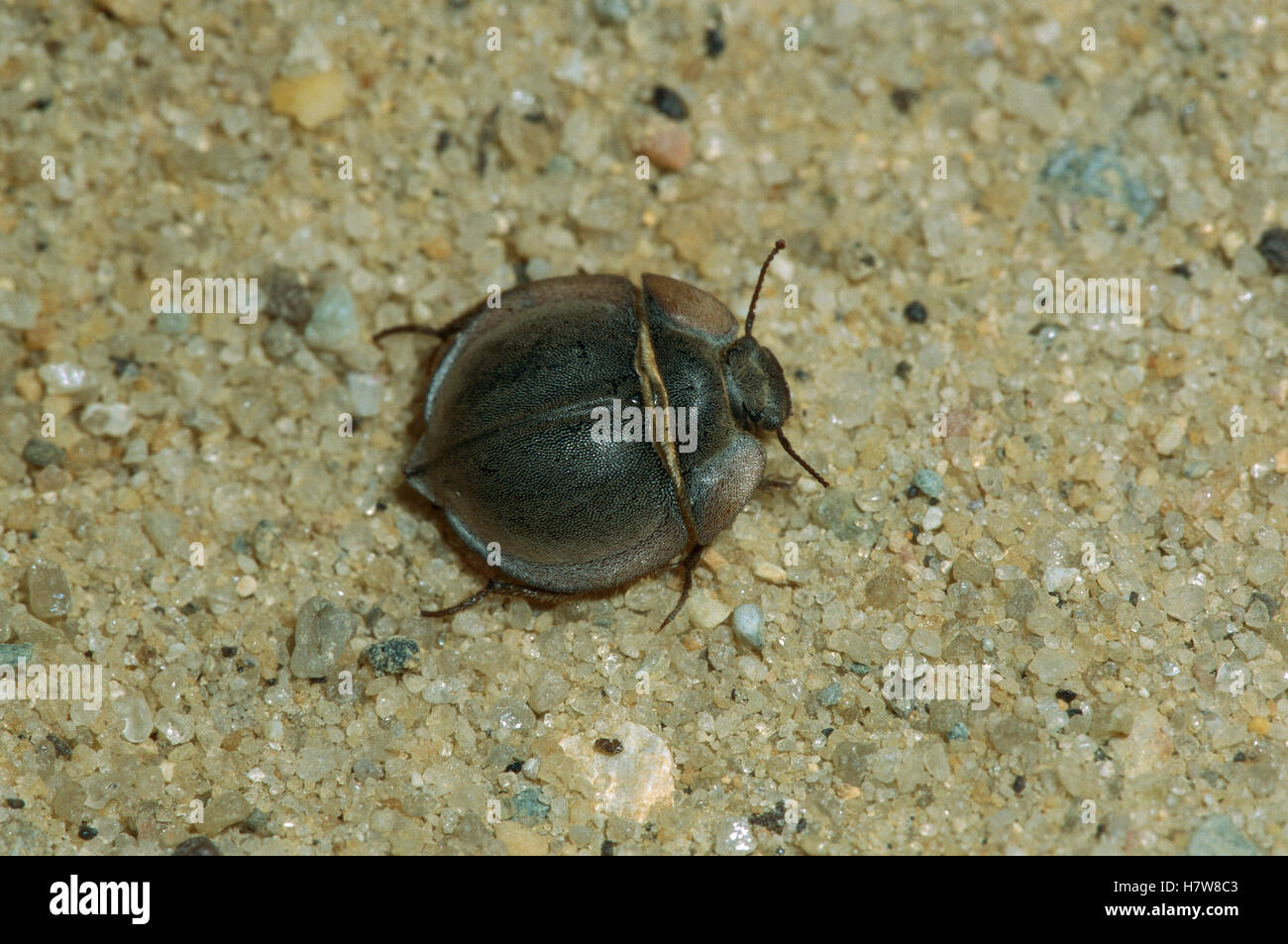 Darkling Beetle (Leipidochora sp), Namib Desert, Namibia Stock Photo