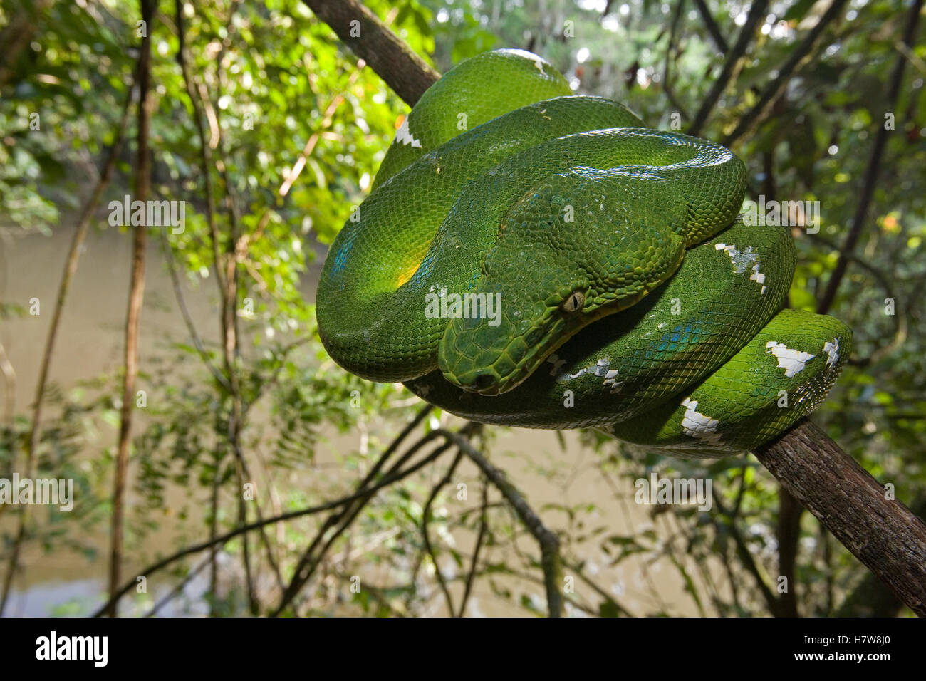 Emerald Tree Boa (Corallus caninus) coiled in rainforest tree, Guyana ...