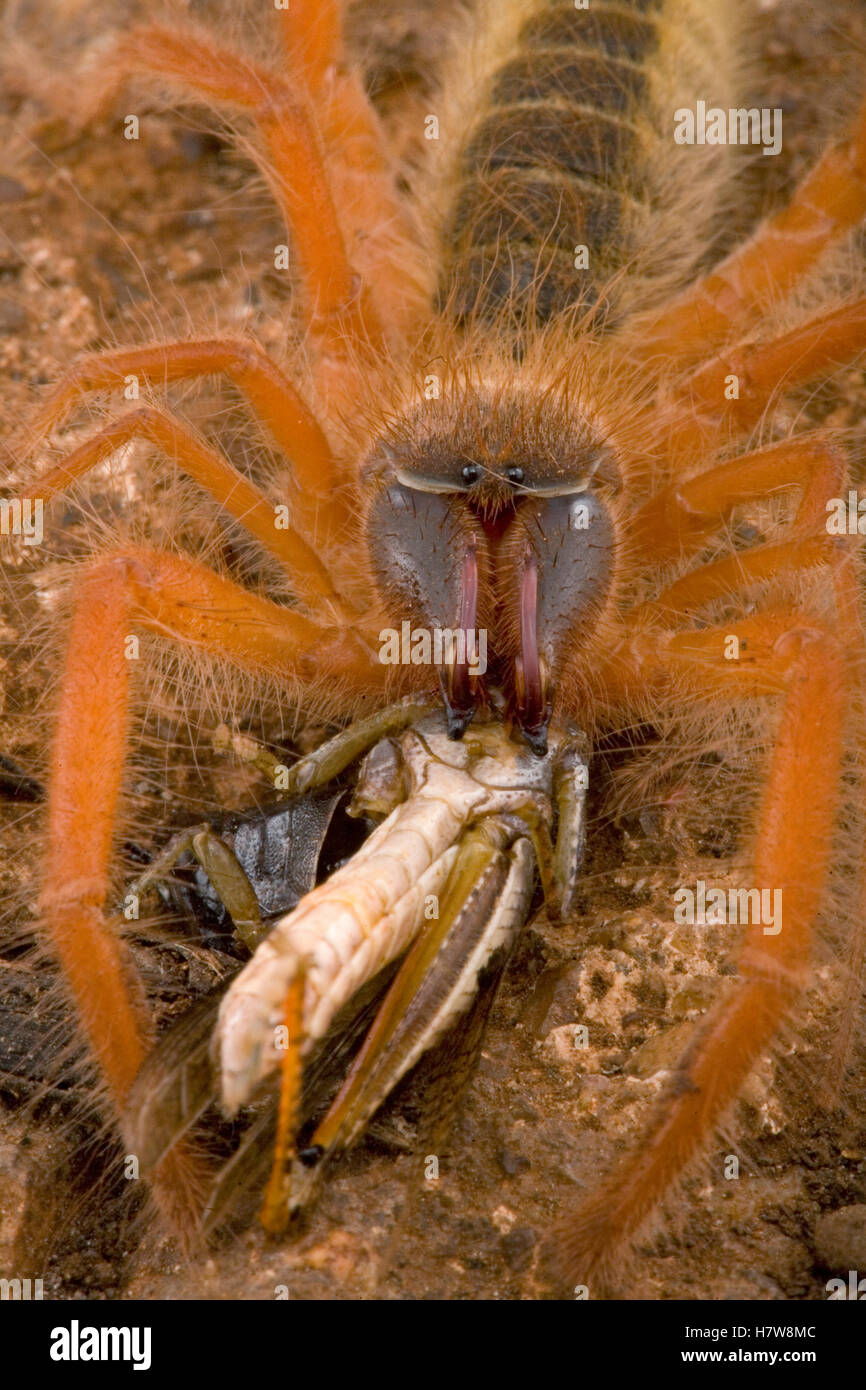 Sun Spider (Solifugae) feeding on grasshopper, Kruger National Park ...