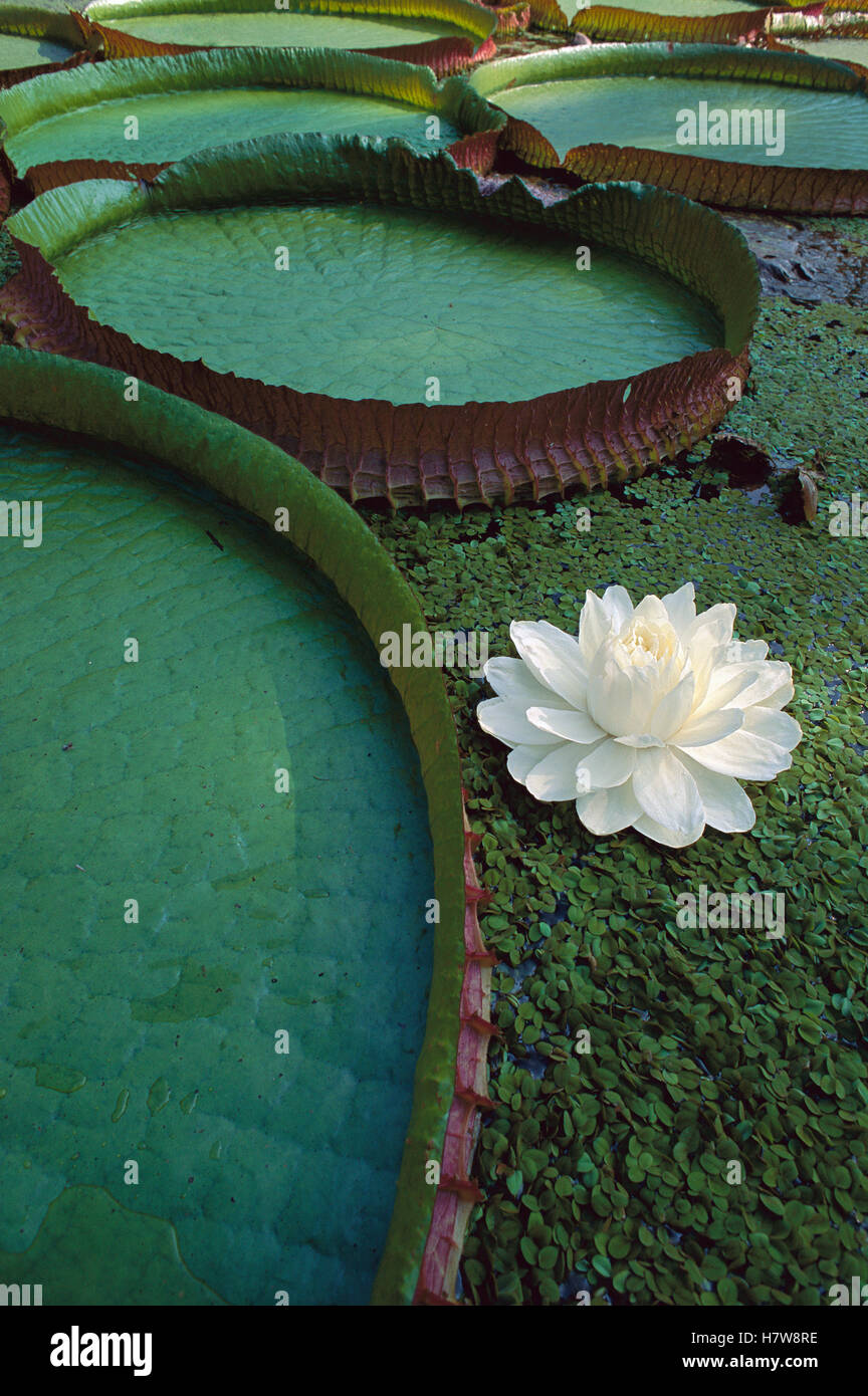 Amazon Water Lily (Victoria amazonica) flower and lily pad, Amazon