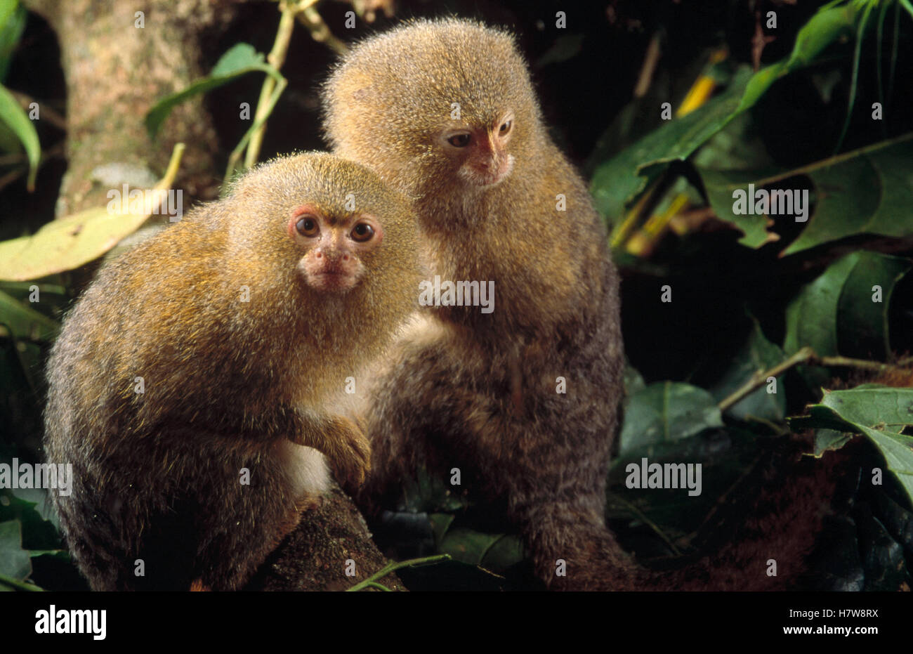 Pygmy Marmoset (Cebuella pygmaea) endangered, pair, world's smallest